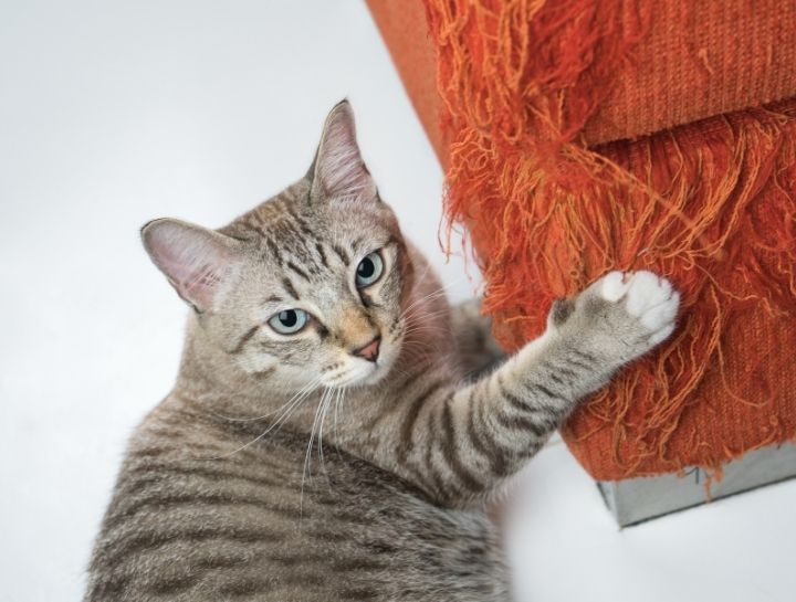 Pet Behaviorists in Wellington