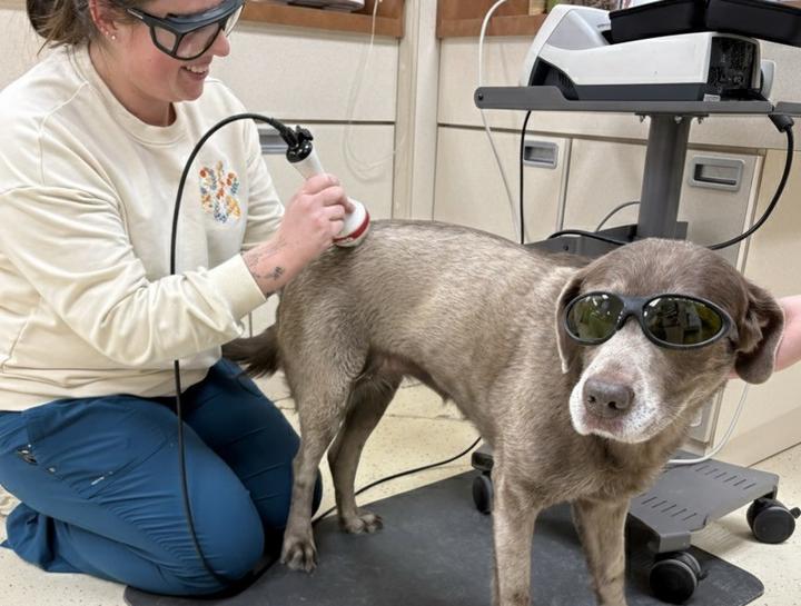 Laser Therapy for Dogs