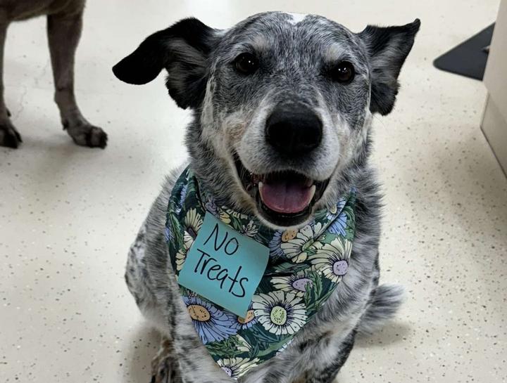 Pet Behaviorists in Wellington