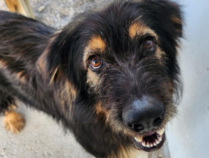 Wellington Pet Dentist