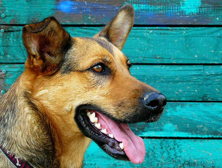 Wellington Pet Dentist