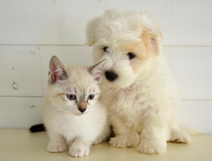 Puppy & Kitten Care